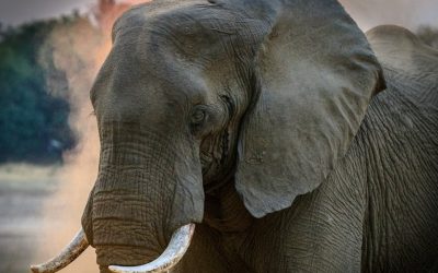 YOUR STATE OF “LEARNED HELPLESSNESS”