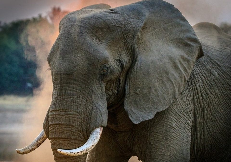 YOUR STATE OF “LEARNED HELPLESSNESS”