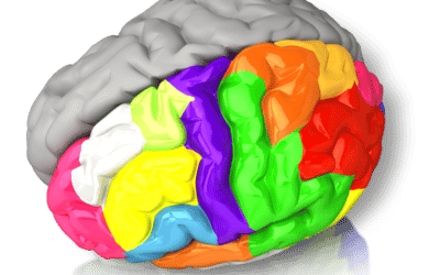 Left HR or Right HR?